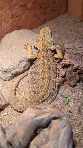 Bartagame auf Stein 💛 | 🐍 Viking Reptiles #shorts