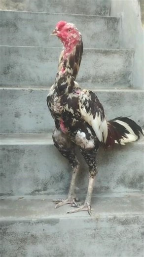 sitha seval breeding setup tamil vedio