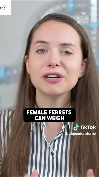 How BIG do ferrets get? #ferret #ferretgram #ferrets #instaferret #ferretism #ferretsofinstagram #フェレット #ferretlove #хорек #ferretlife