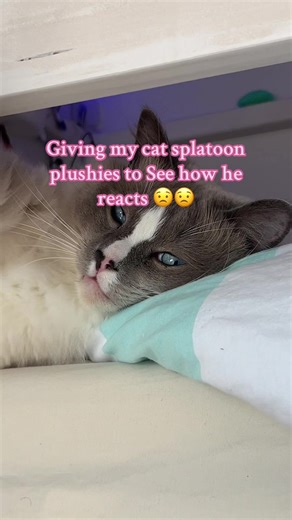 Cat's Reaction to Splatoon Plushies: A Fun Experiment