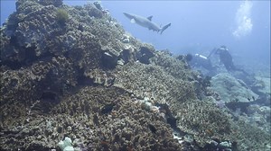 Requiem sharks belong to the family Carcharhinidae, which includes migratory, viviparous sharks of warm seas. The most common requiem sharks seen in Komodo National Park are grey reef sharks, whitetip reef sharks, and blacktip reef sharks. We were lucky enough to see all three while out on research dives with Dive Komodo. Thank you for the great dives! | Marine Megafauna Foundation: SE Asia