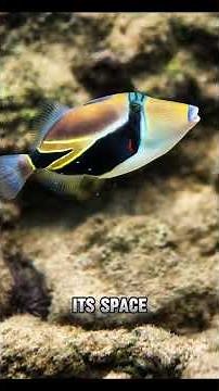 Facts about Humuhumunukunukuapua'a means TriggerFish #animalshorts #animalvideos #facts #ocean #sea