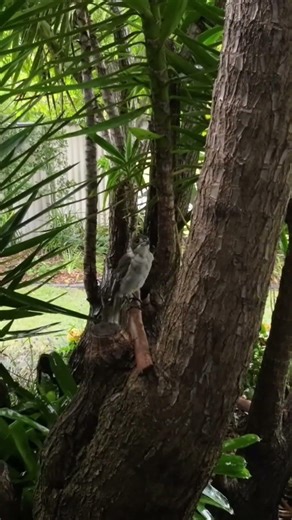 Butcher bird sings every day