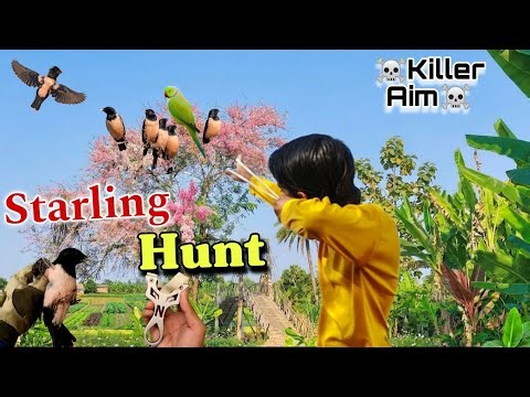 Long Distance Starling Hunt – Slingshot Master Shooting