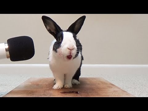 Rabbit eating juicy raspberries! ASMR