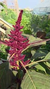 The #1 Superfood, Amaranth: Unexpected Uses... Fresh Summer Greens for Stir-fry #gardening #amaranth