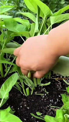 harvesting fresh water spinach from a container garden for healthy agricultural activities