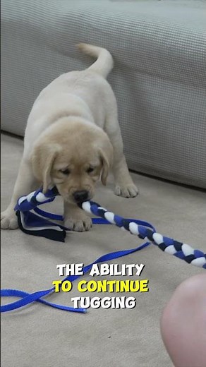 Which Puppy Tug Toy Is The Best For My Dog?