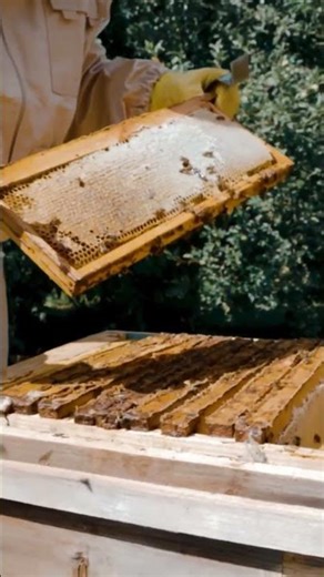 Learn | Grow | Harvest - Griebenouw Bee Farming