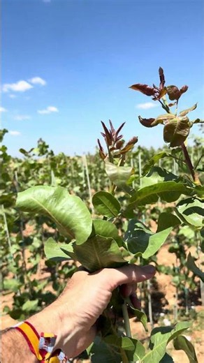 Sirora/UCB1 Bare-Root Pistachio Tree