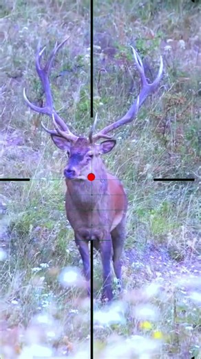 Roe Deer Hunting | Caccia al capriolo | Chasse au chevreuil