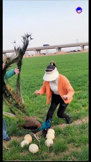 🦚 Description: Peacock Dance – The Most Beautiful Bird in Action #peacockdance #shortvideo