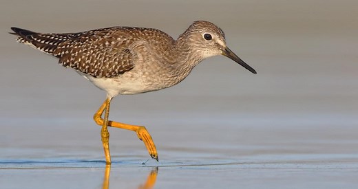 Lesser Yellowlegs Identification, All About Birds, Cornell Lab of Ornithology