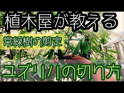 植木屋が教える常緑樹の剪定【ユズリハ編】植ってる場所を考慮しての剪定とお客様の希望