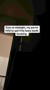 743K views · 21K reactions | My parrot spitting in the middle of the night  #africangrey#animals#funny#parrots#parrot#parrotsofinstagram#parrotlovers#bird#birds#talkingparrot#talkingbird#fyp | Cruztheafricangrey | Facebook