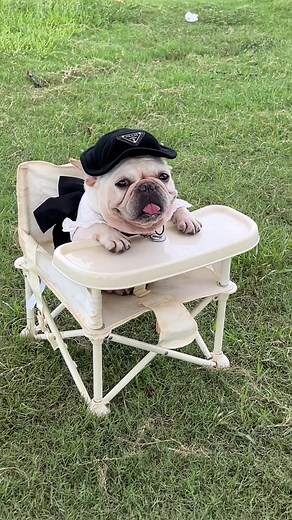 Adorable French Bulldog Moments