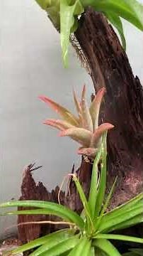 this terrarium looks like magic inside! air plant tillandsia, mini orchid | DH Garden Centre