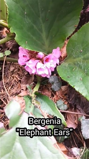 Bergenia "Elephant Ears" in full bloom in December