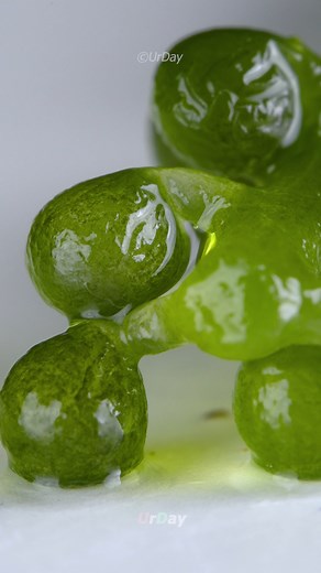 61M views · 492K reactions | How Sea grapes rise close up #urday #satisfying #closeup | UrDay | Facebook