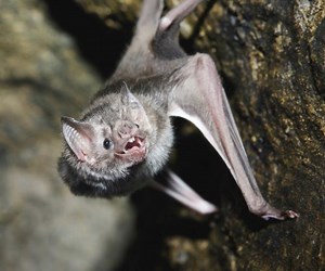 The vampire that regurgitates its bloody stomach contents to hungry roost-mates to save them from starvation | Discover Wildlife