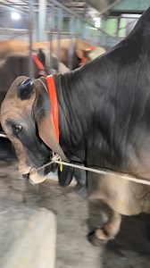 105K views · 943 reactions | Heavyweight Three way / Two way Cross Bull from Sadeeq Agro || #bulls #cow #cows #bull #cattle #bangladesh #viralreelsfb #reelsvideo #reelsfb #videography #beauty #videooftheday #cute #photography #photooftheday #art #beautiful #viralvideo #brahman #farm #sadeeqagro #brahmanpower #redbrahman #brahmanandam #texas #fypシ゚ #fbreelsfypシ゚ #fyp #agro #ranch | Biggest Cow in Bangladesh | Facebook