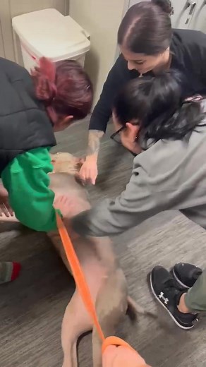 If this dog getting all the lovin' in the video below looks familiar, then you probably are one of the 70,000-plus folks who viewed our post Sunday about Carmen, who had covered herself up with a blanket at the shelter in preparation for another long night in a kennel cage (photo in comments). Well, we have good news for you: Carmen's poignant photo prompted a foster family to take her home today. The foster mom stopped at her workplace on the way to show Carmen to her coworkers -- and as you ca