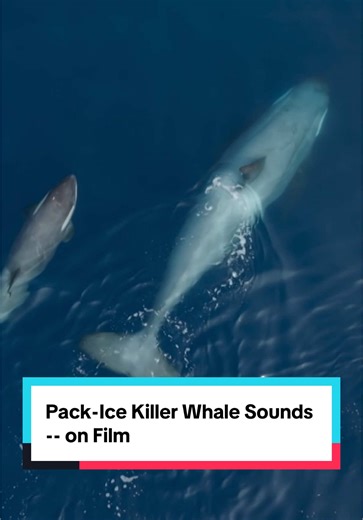 Killer whale sounds caught on film. #orca #stem #wildlife #AnimalFacts #antarctica #naturedocumentary