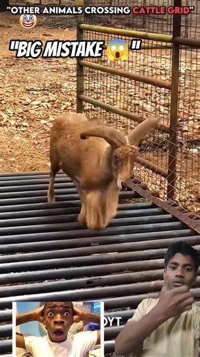 Cat VS Cattle Guard 😱🐱 | Animals Crossing Challenge Gone Wrong! 💀🔥 #shorts #viral