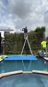 Why I choose Stihl Battery Trimmer for this hedge reduction #satisfying #gardening #asmrvideo | All About Grass and Gardens