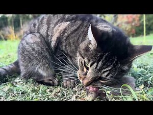 Closeup View: Feral Cat Eats Gopher