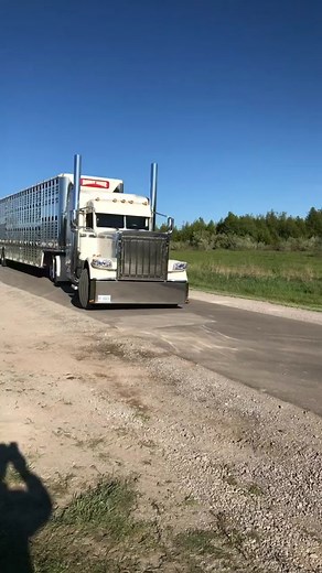 Peterbilt 379 vs Peterbilt 389: Rabbit River Transport Cattle Hauler
