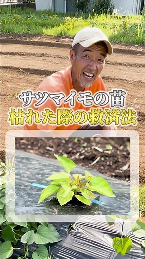 サツマイモの苗 枯れた際の救済法