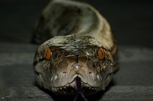 Rattlesnake bites Florida man who tries to kiss it