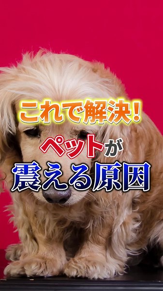 犬や猫が震える深い理由とは？