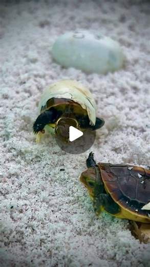 Chris Leone on Instagram: "Baby Chinese Box Turtles Hatching on Camera! 🤯 Incubating turtle eggs successfully requires the right parameters. Sometimes an appropriate incubation medium becomes a challenge. It can be done dry, too wet or contain harmful chemicals. Sadly, many eggs perish during development. Hatch-A-Herp is a brand new substrate for reptile egg incubation which is all-natural, has the proper water to medium ratio and is ultra fine for ultimate success! These baby box turtles have 