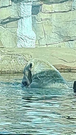 POLAR BEAR KANSAS CITY ZOO