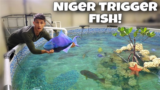 My NEW EXOTIC TRIGGER FISH For My 3000 Gallon SALTWATER POND!! *GIANT*