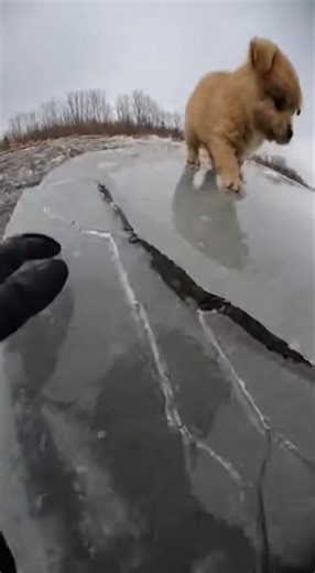 🐕 how Tiny puppy stranded on cracking ice #shorts #shortsfeed #puppy #dog #animalshorts #trapped