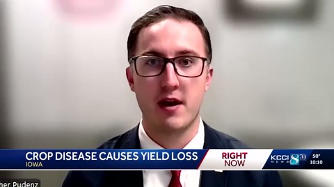 Southern rust slashes yields for some Iowa corn growers