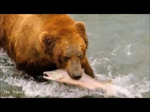 Grizzly Bears Feasting on Salmon in Alaska ~ Land of the Midnight Sun