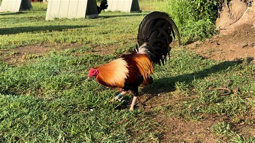 TROY KELSO: Cock I bred this year along with three of his brothers and twenty-four of his sisters. #gamefowl #gamefowlbreeders #gamefowllife #gamefowlbreeder #gamefowlnation #gamefowlmexico #gamefowlfarm #gamefowllover #gamefowls #gamefowl_girl