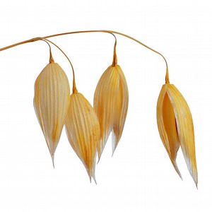 Oat Hull Fiber | Baking Ingredients | BAKERpedia