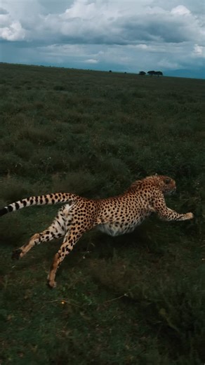 Ellis Huber on Instagram: "E=mc^2 Enhanced with @tonelab.io #fpv #cheetah #safari #speed #slow #africa #camera #nature #cats"
