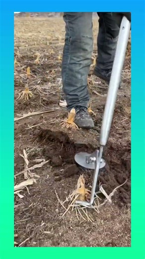 Modifying a simple stick tool to efficiently remove tough corn stalk bases after harvest #farming