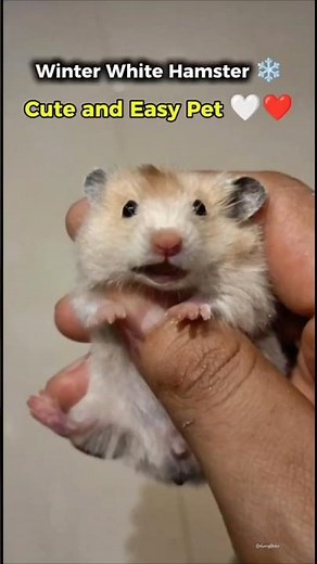 “Winter White Hamster ❄️ | Cute & Easy Pet for Beginners”