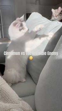 Cinnamon vs The Invisible Enemy ‪@BasilCinnamon‬