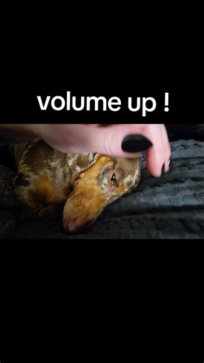 Adorable Dachshund Puppy Snorts Compilation
