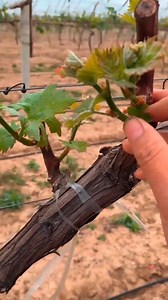 5.1M views · 10K reactions | Excellent Grape Farming #shorts #grapes #grapefarm | Farm channel | Facebook