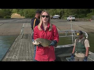 Invasive fish species are a problem in Northeast Ohio waters