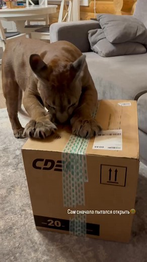 3.7K views · 222 reactions | Messi is curious about the object in the box... 藍 #puma #pumamessi | Team RRQ Unofficial | Facebook